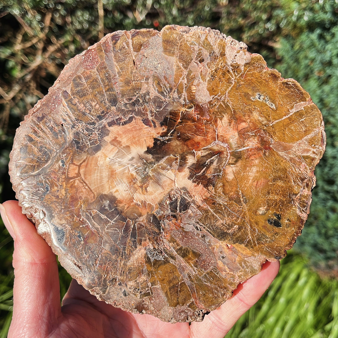 Petrified Wood healing properties - Aether & Element