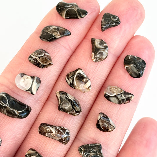 Small Turritella Agate Tumblestone - Aether & Element
