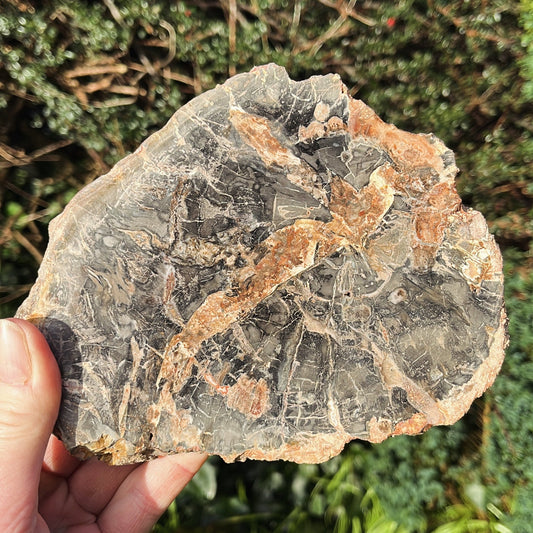 Petrified Wood Slab | B - Aether & Element